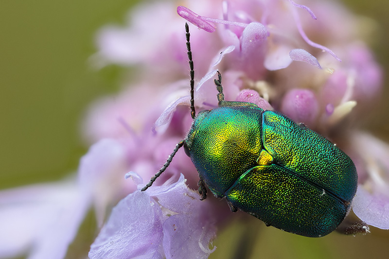 Chrysomelidae: Cryptocephalus zambanellus